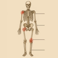 Orthopaedic disorders2 2